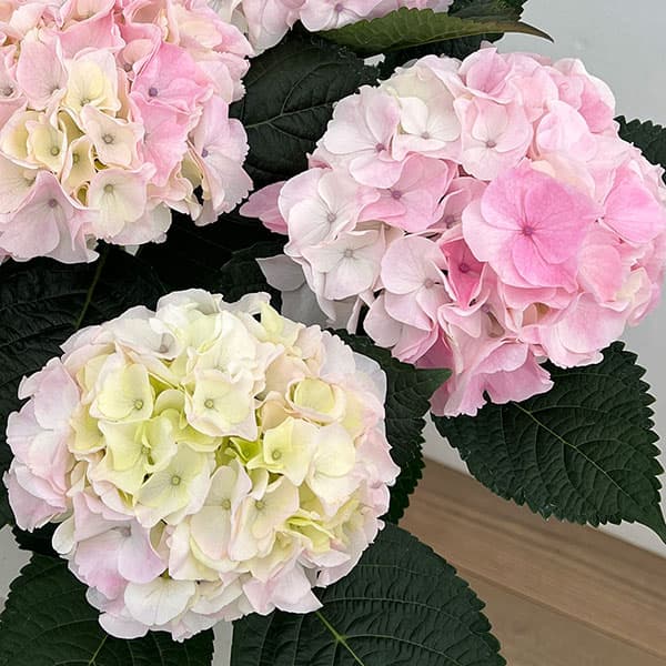 アジサイ：ハイダイヤモンド（ピンク）5号鉢植え