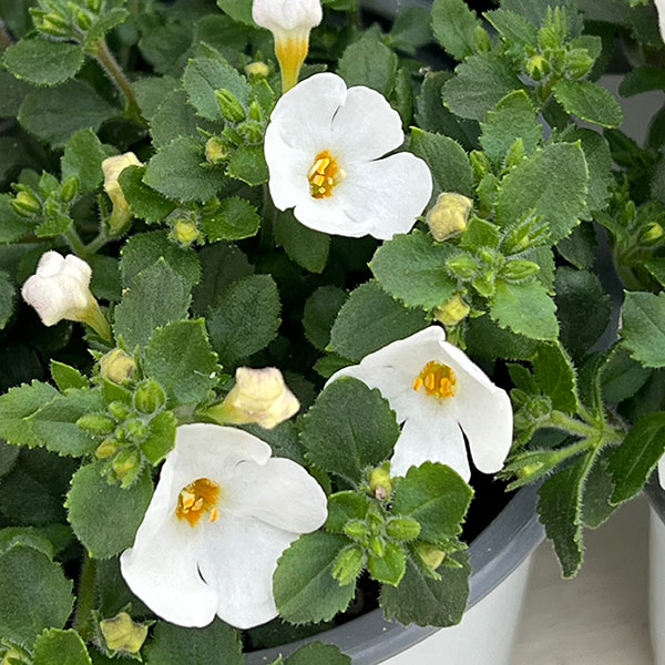 バコパ（ステラ）：スコーピア　ガリバーコンパクトホワイト11cmポット 3株セット