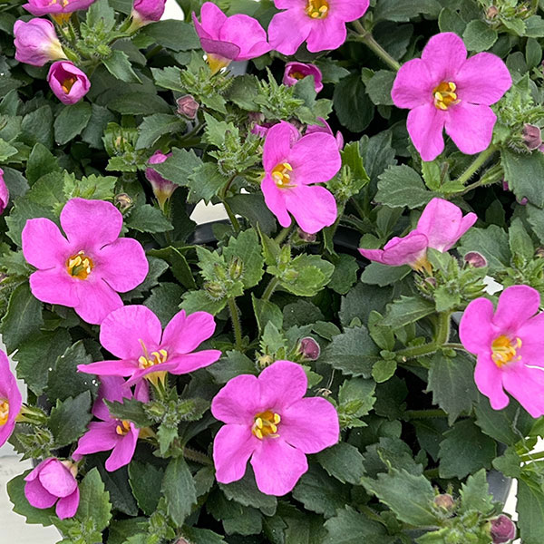 バコパ（ステラ）：スコーピア　ガリバーコンパクトローザ11cmポット 3株セット