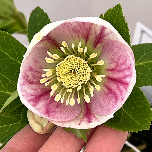 大和園さんのクリスマスローズ：26-01パステリッシュストレイン／4.5号ポット【現品販売】