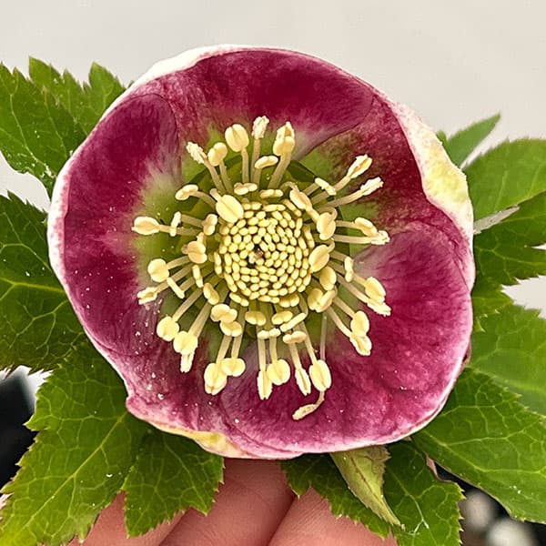 大和園さんのクリスマスローズ：26-03パステリッシュストレイン／4.5号ポット【現品販売】