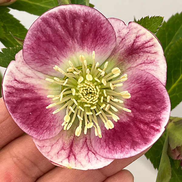 大和園さんのクリスマスローズ：26-04パステリッシュストレイン／4.5号ポット【現品販売】