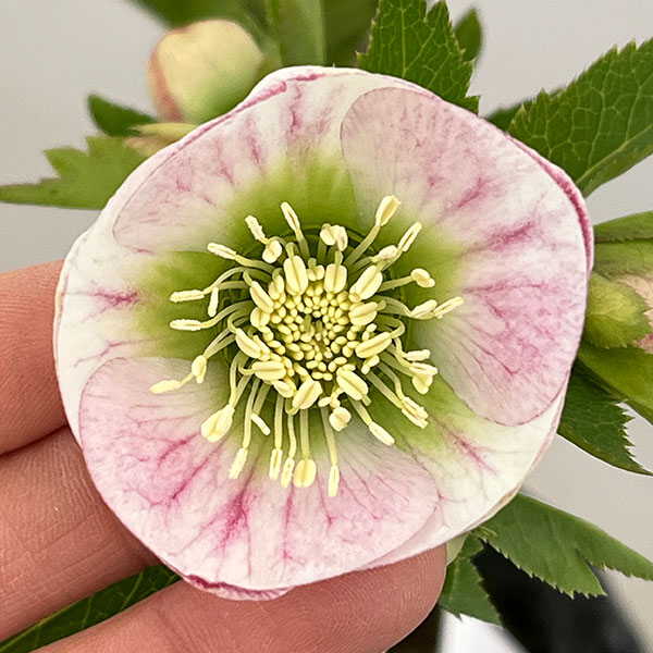 大和園さんのクリスマスローズ：26-05パステリッシュストレイン／4.5号ポット【現品販売】