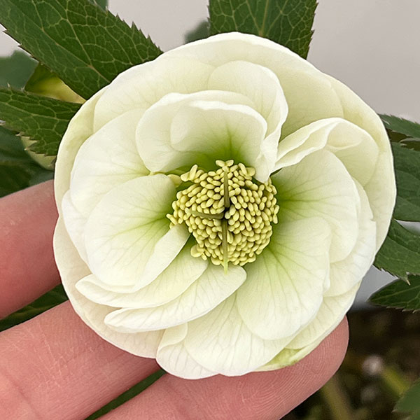 大和園さんのクリスマスローズ：26-06ダブル／4.5号ポット【現品販売】