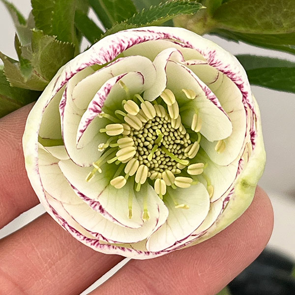 大和園さんのクリスマスローズ：26-07ダブル／4.5号ポット【現品販売】