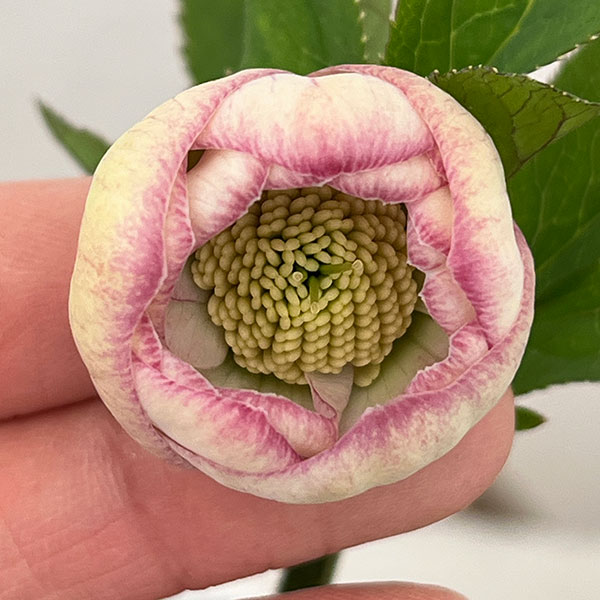 大和園さんのクリスマスローズ：26-09ダブル／4.5号ポット【現品販売】