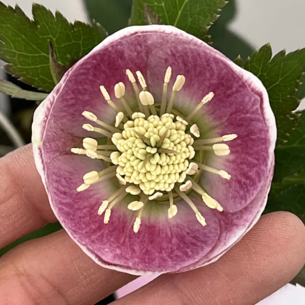 大和園さんのクリスマスローズ：26-11パステリッシュストレイン／4.5号ポット【現品販売】