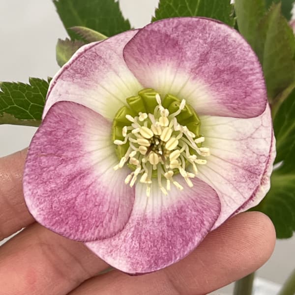 大和園さんのクリスマスローズ：26-14シングル／4.5号ポット【現品販売】