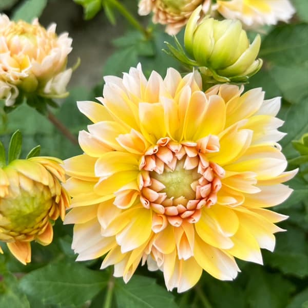 ダリア：カナリアンハート3.5号ポット