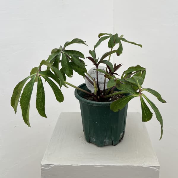 クリスマスローズ：ベルギー育種　ダブルブラック26-19／4.5号ポット【現品販売】（株のみ）