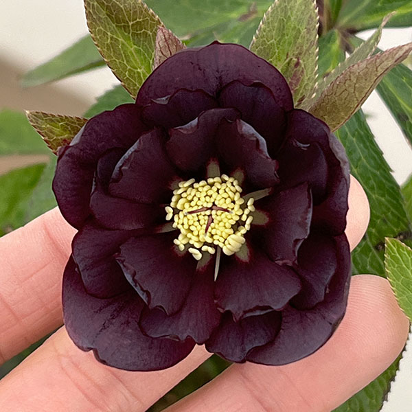 クリスマスローズ：ベルギー育種　ダブルブラック26-20／4.5号ポット【現品販売】