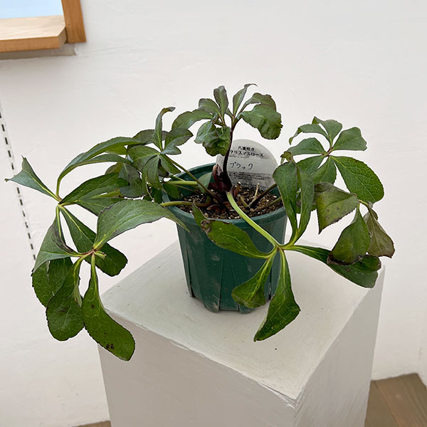 クリスマスローズ：ベルギー育種　ダブルブラック26-21／4.5号ポット【現品販売】（株のみ）