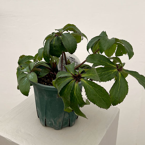 クリスマスローズ：ベルギー育種　ダブルブラック26-22／4.5号ポット【現品販売】（株のみ）