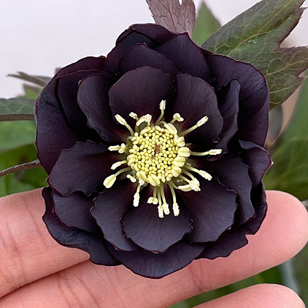 クリスマスローズ：ベルギー育種　ダブルブラック26-23／4.5号ポット【現品販売】