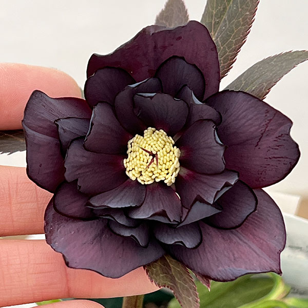 クリスマスローズ：ベルギー育種　ダブルブラック26-25／4.5号ポット【現品販売】