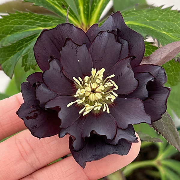 クリスマスローズ：ベルギー育種　ダブルブラック26-26／4.5号ポット【現品販売】