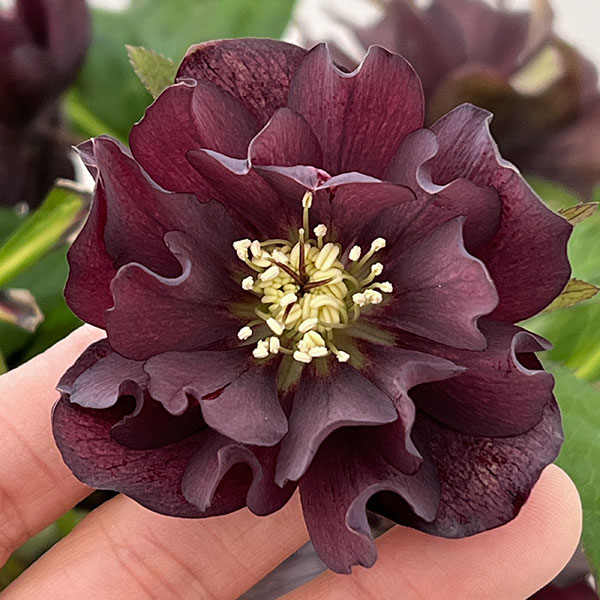 クリスマスローズ：ベルギー育種　ダブルブラック26-27／4.5号ポット【現品販売】