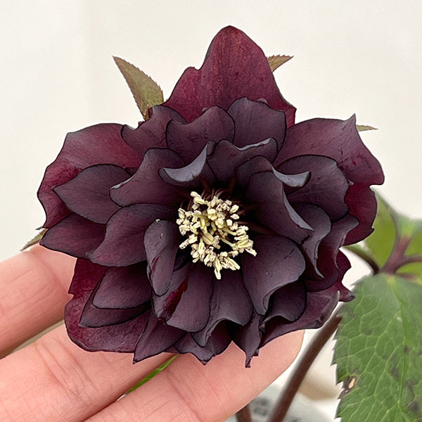 クリスマスローズ：ベルギー育種　ダブルブラック26-28／4.5号ポット【現品販売】