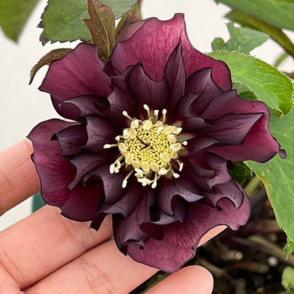 クリスマスローズ：ベルギー育種　ダブルブラック26-29／4.5号ポット【現品販売】