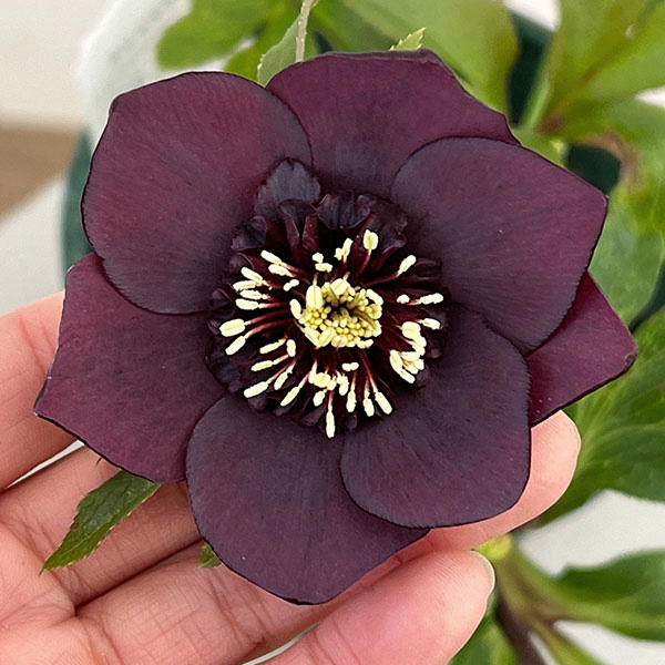 クリスマスローズ：ベルギー育種　セミダブルブラック26-17／4.5号ポット【現品販売】
