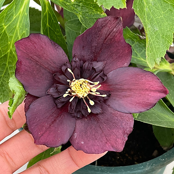 クリスマスローズ：ベルギー育種　セミダブルブラック26-23／4.5号ポット【現品販売】