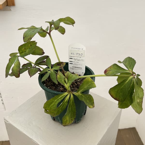 クリスマスローズ：ベルギー育種　セミダブルブラック26-24／4.5号ポット（株のみ）【現品販売】