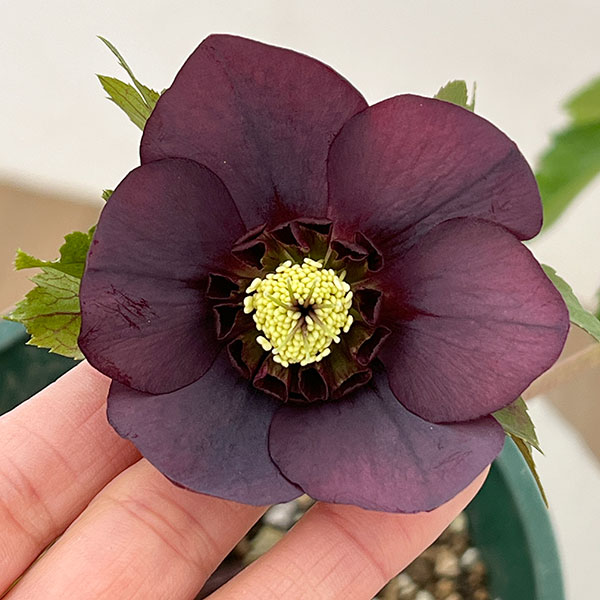 クリスマスローズ：ベルギー育種　セミダブルブラック26-25／4.5号ポット【現品販売】