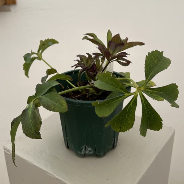 クリスマスローズ：ベルギー育種　セミダブルブラック26-26／4.5号ポット（株のみ）【現品販売】