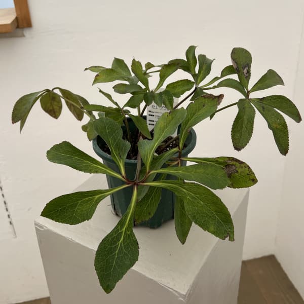 クリスマスローズ：ベルギー育種　セミダブルブラック26-27／4.5号ポット（株のみ）【現品販売】