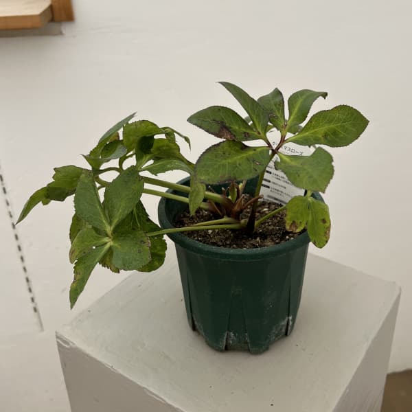 クリスマスローズ：ベルギー育種　セミダブルブラック26-28／4.5号ポット（株のみ）【現品販売】