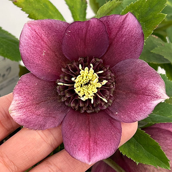 クリスマスローズ：ベルギー育種　セミダブルブラック26-29／4.5号ポット【現品販売】