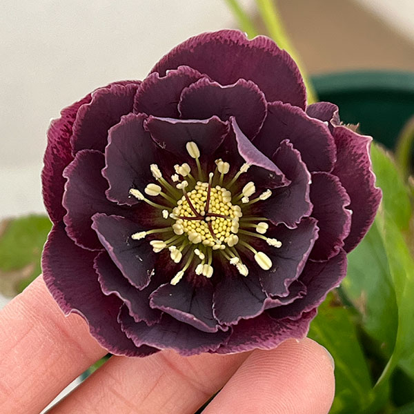 クリスマスローズ：ベルギー育種　ダブルオーバージーンホワイトエッジ26-17／4.5号ポット【現品販売】