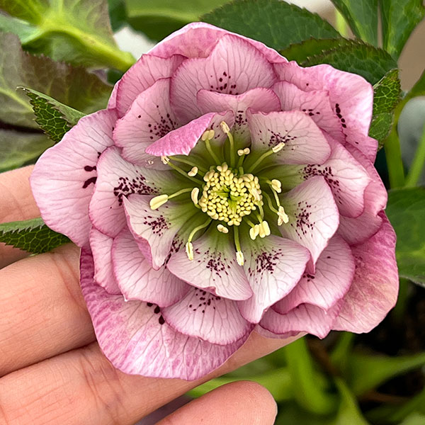 クリスマスローズ：ベルギー育種　ダブルオーバージーンホワイトエッジ26-19／4.5号ポット【現品販売】