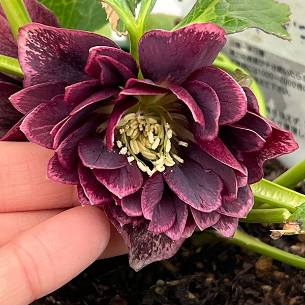 クリスマスローズ：ベルギー育種　ダブルオーバージーンホワイトエッジ26-20／4.5号ポット【現品販売】