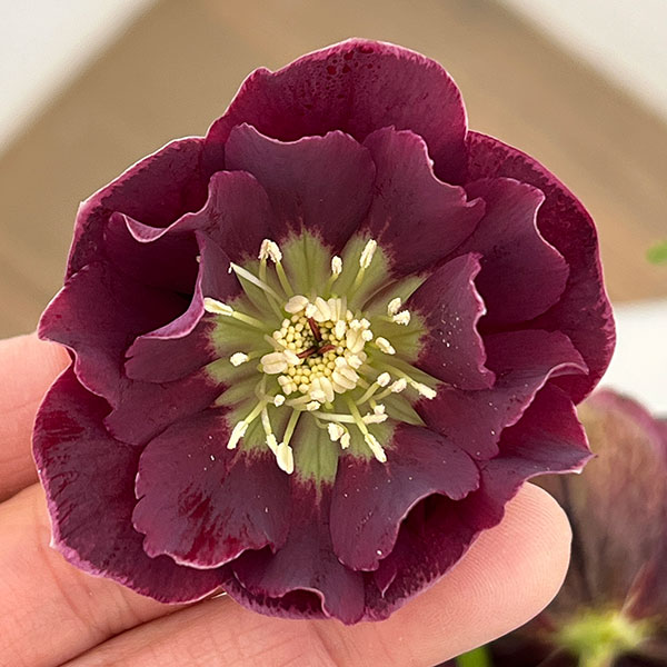 クリスマスローズ：ベルギー育種　ダブルオーバージーンホワイトエッジ26-21／4.5号ポット【現品販売】