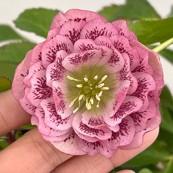 クリスマスローズ：ベルギー育種　ダブルオーバージーンホワイトエッジ26-24／4.5号ポット【現品販売】