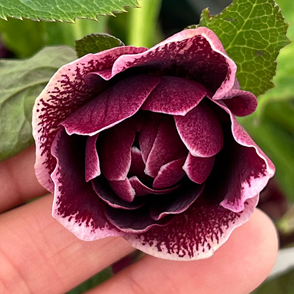 クリスマスローズ：ベルギー育種　ダブルオーバージーンホワイトエッジ26-26／4.5号ポット【現品販売】