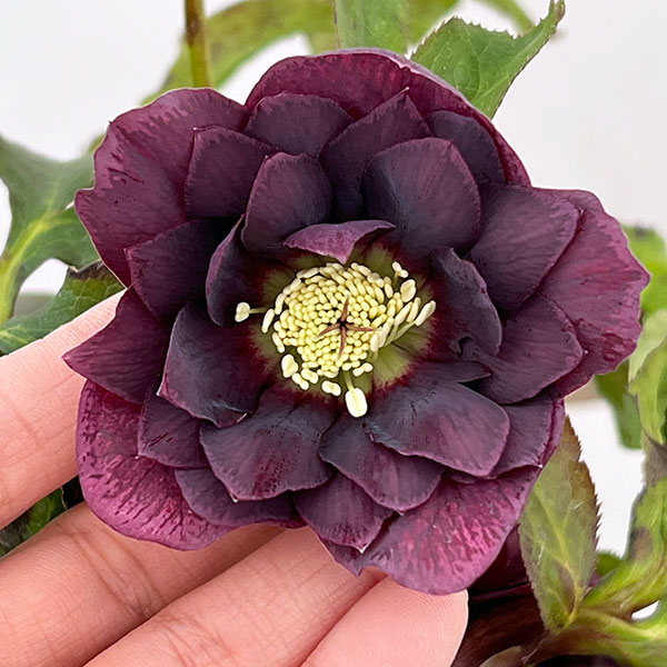 クリスマスローズ：ベルギー育種　ダブルオーバージーンホワイトエッジ26-27／4.5号ポット【現品販売】