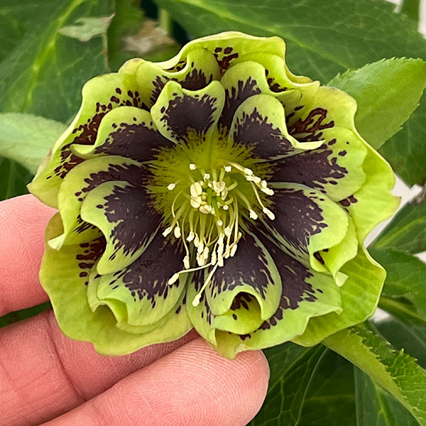 クリスマスローズ：ベルギー育種　ダブルグリーン26-17／4.5号ポット【現品販売】