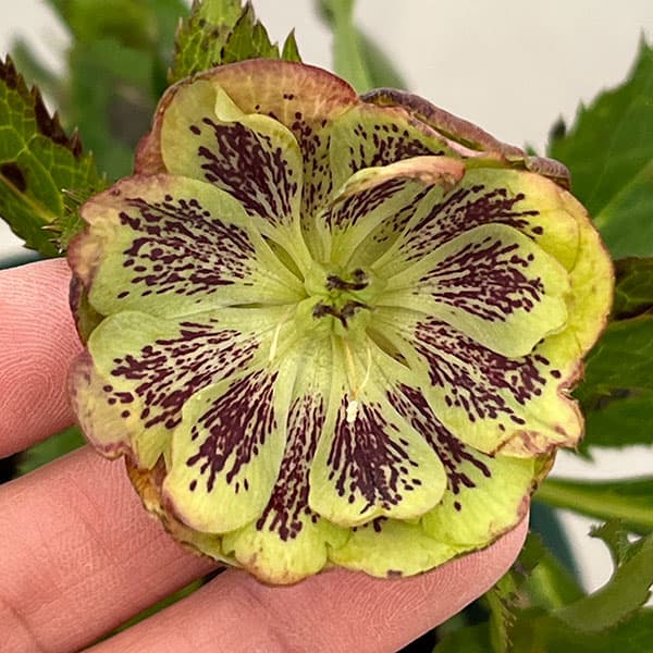 クリスマスローズ：ベルギー育種　ダブルグリーン26-20／4.5号ポット【現品販売】