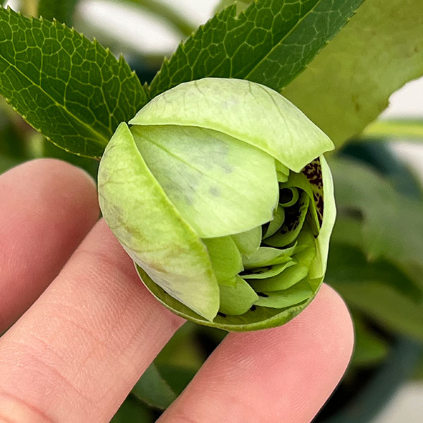 クリスマスローズ：ベルギー育種　ダブルグリーン26-22／4.5号ポット【現品販売】