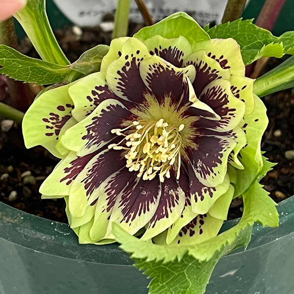 クリスマスローズ：ベルギー育種　ダブルグリーン26-25／4.5号ポット【現品販売】