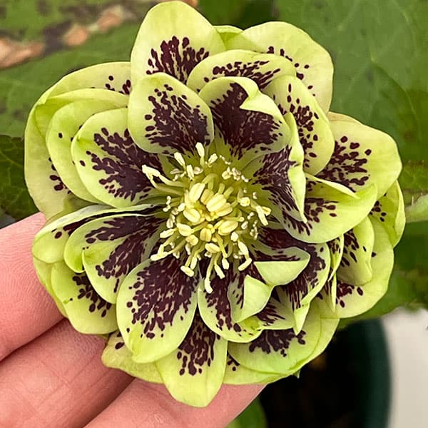 クリスマスローズ：ベルギー育種　ダブルグリーン26-27／4.5号ポット【現品販売】