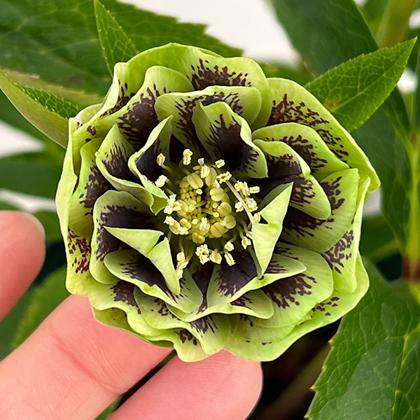 クリスマスローズ：ベルギー育種　ダブルグリーン26-28／4.5号ポット【現品販売】