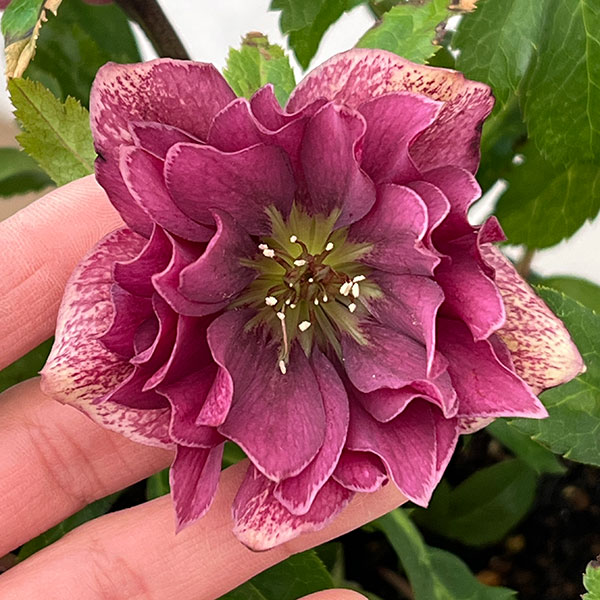 クリスマスローズ：ベルギー育種　ダブルレッドホワイトエッジ26-17／4.5号ポット【現品販売】