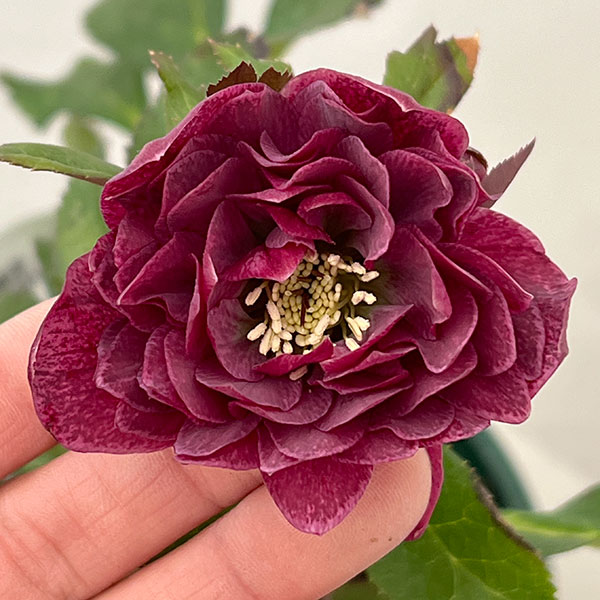 クリスマスローズ：ベルギー育種　ダブルレッドホワイトエッジ26-18／4.5号ポット【現品販売】