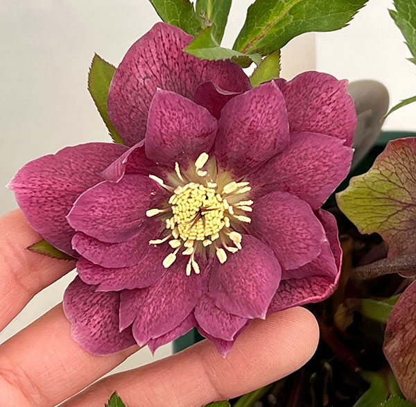 クリスマスローズ：ベルギー育種　ダブルレッドホワイトエッジ26-20／4.5号ポット【現品販売】