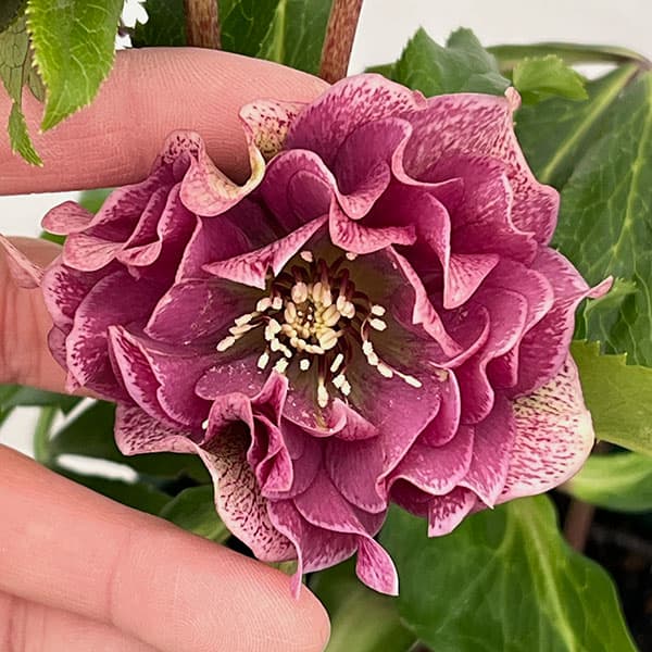 クリスマスローズ：ベルギー育種　ダブルレッドホワイトエッジ26-21／4.5号ポット【現品販売】