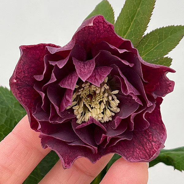 クリスマスローズ：ベルギー育種　ダブルレッドホワイトエッジ26-24／4.5号ポット【現品販売】