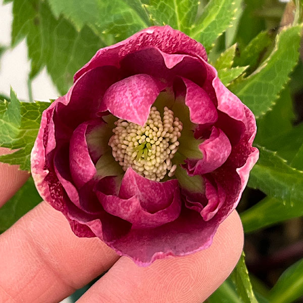 クリスマスローズ：ベルギー育種　ダブルレッドホワイトエッジ26-25／4.5号ポット【現品販売】